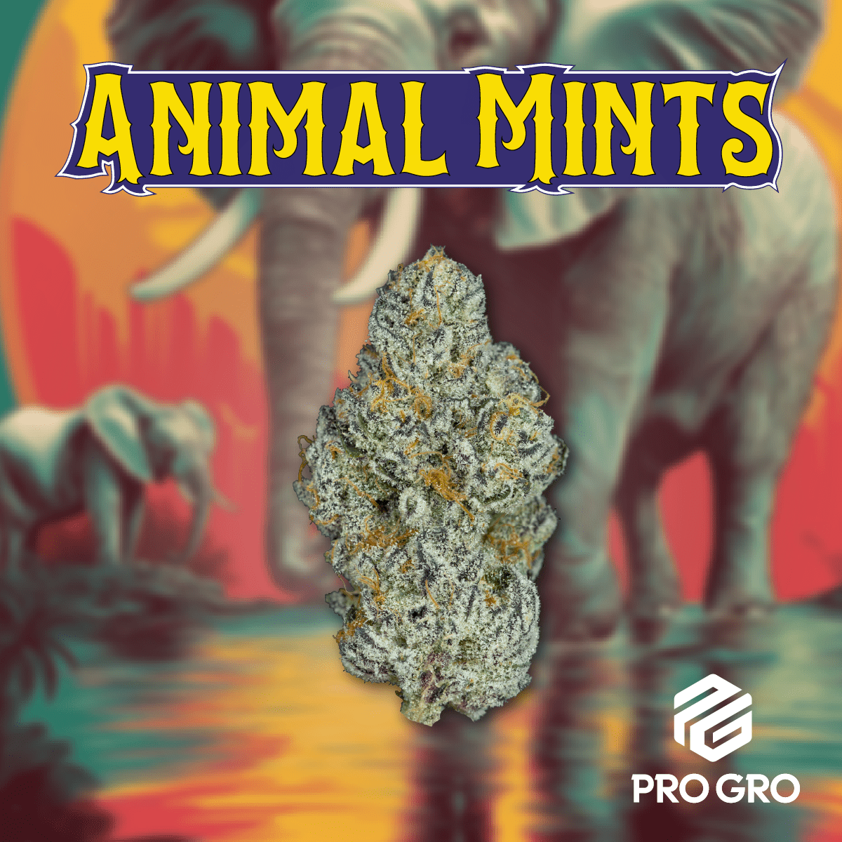 pro gro genetics animal mints weed strain