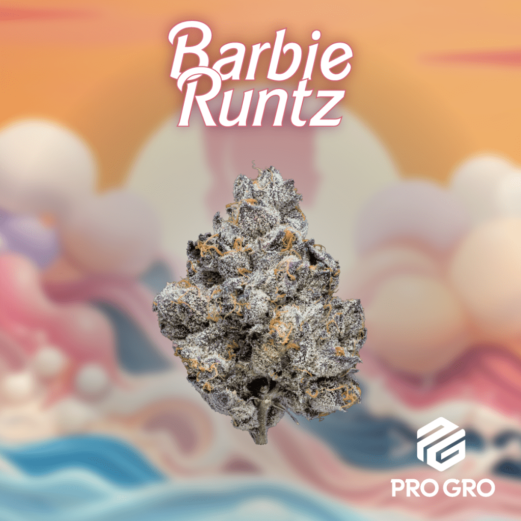pro gro genetics barbie runtz cannabis strain