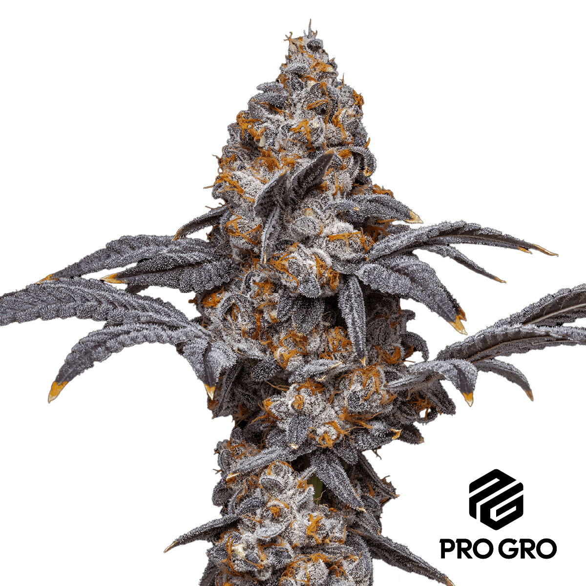 pro gro genetics high school sweet heart marijuana strain