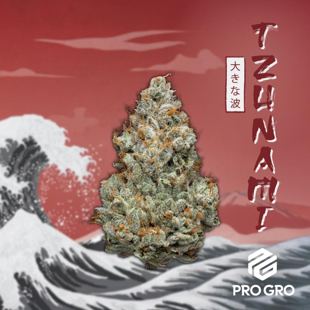 pro gro genetics tzunami weed strain nug flower