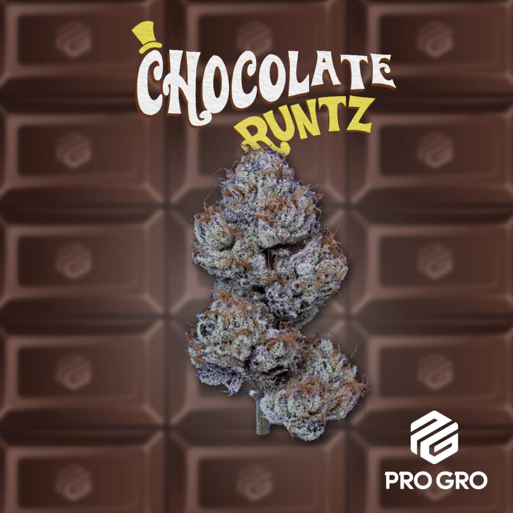 pro gro genetics chocolate runtz cannabis strain