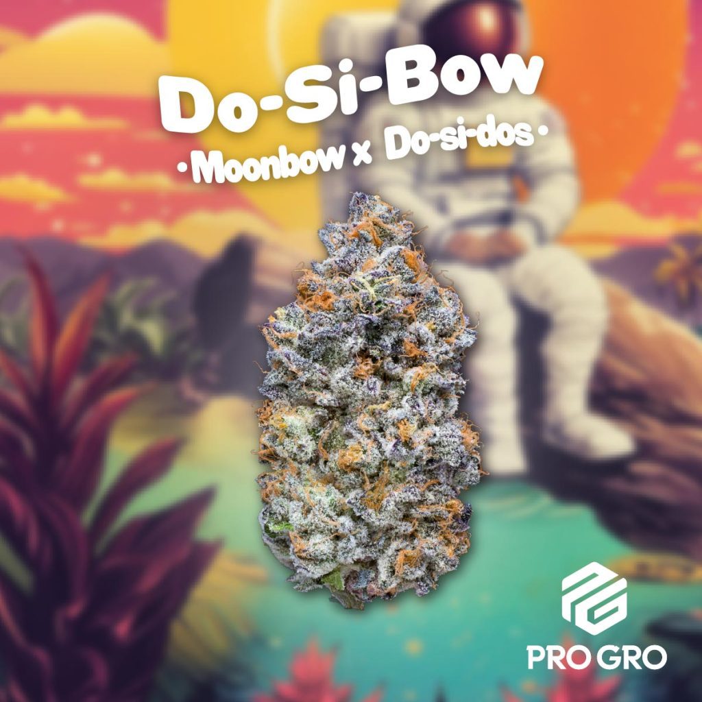 pro gro genetics do-si-bow cannabis strain nug