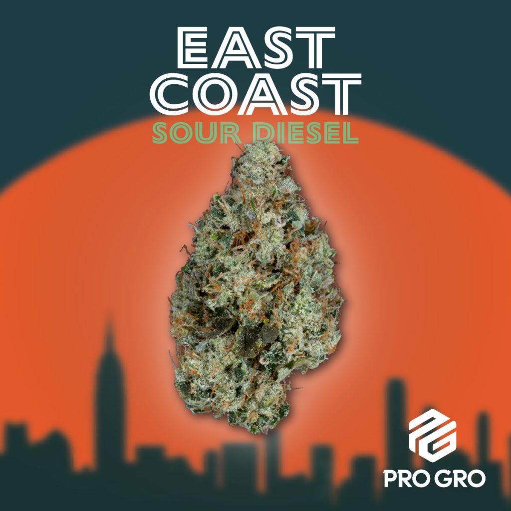 pro gro genetics east coast sour diesel cannabis strain nug