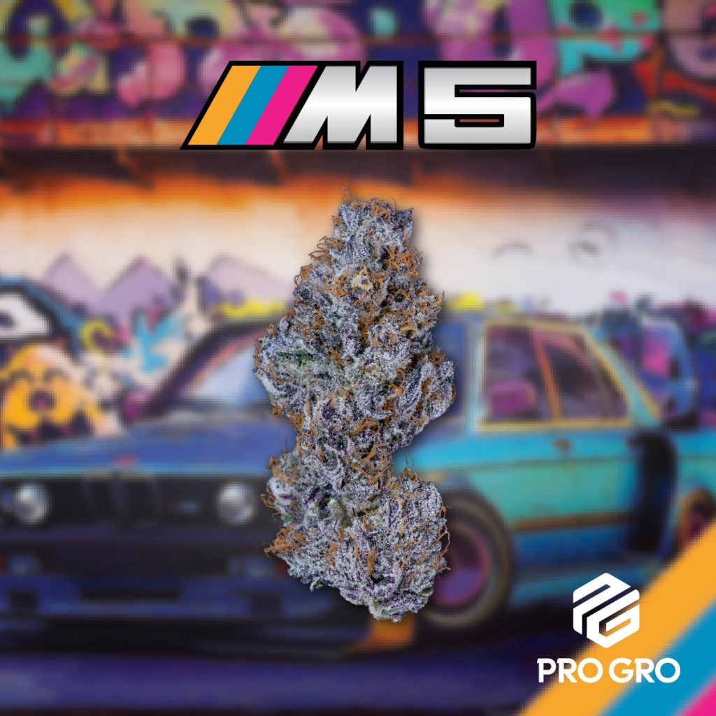 pro gro genetics m5 cannabis strain nug