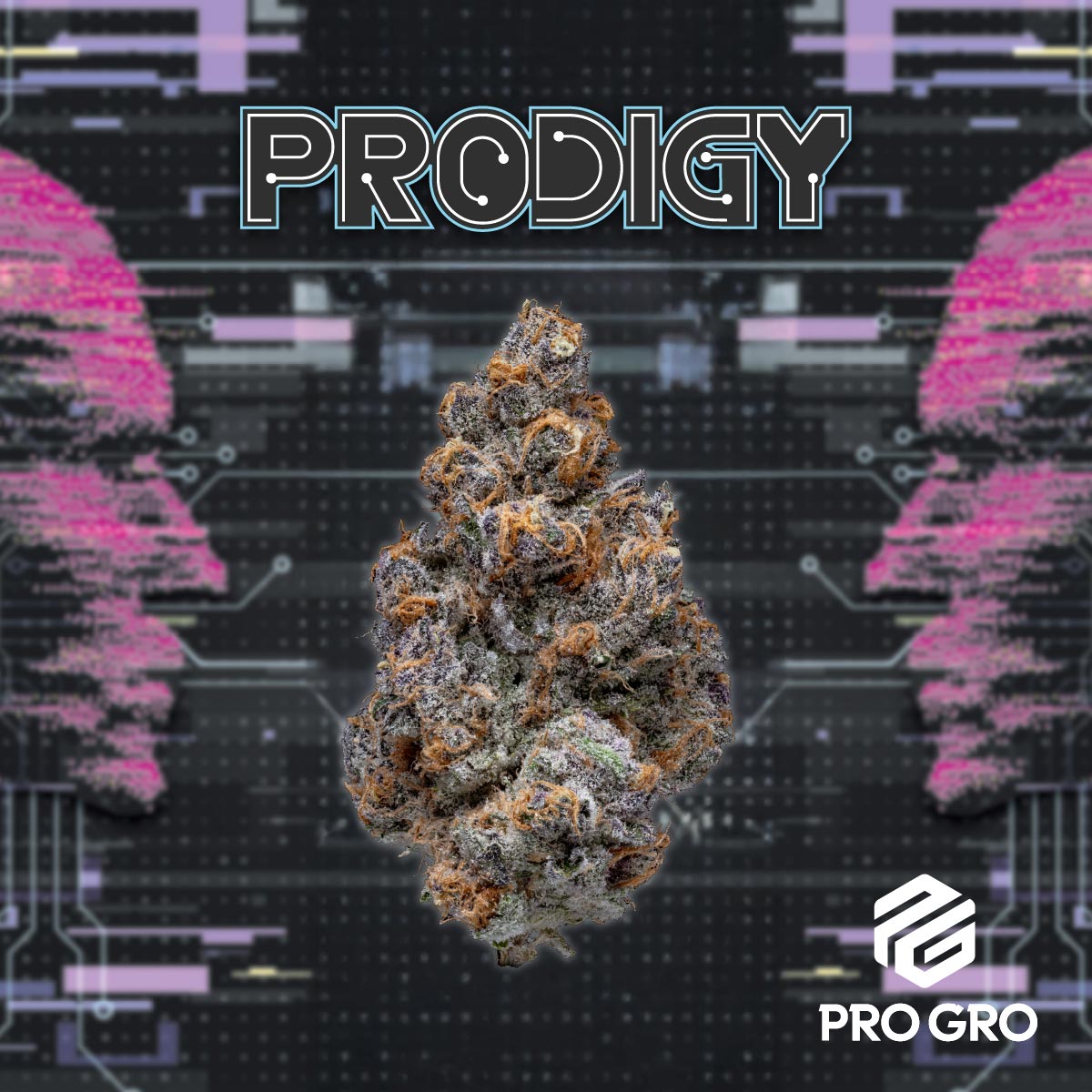 pro gro genetics pink guava weed strain flower nug