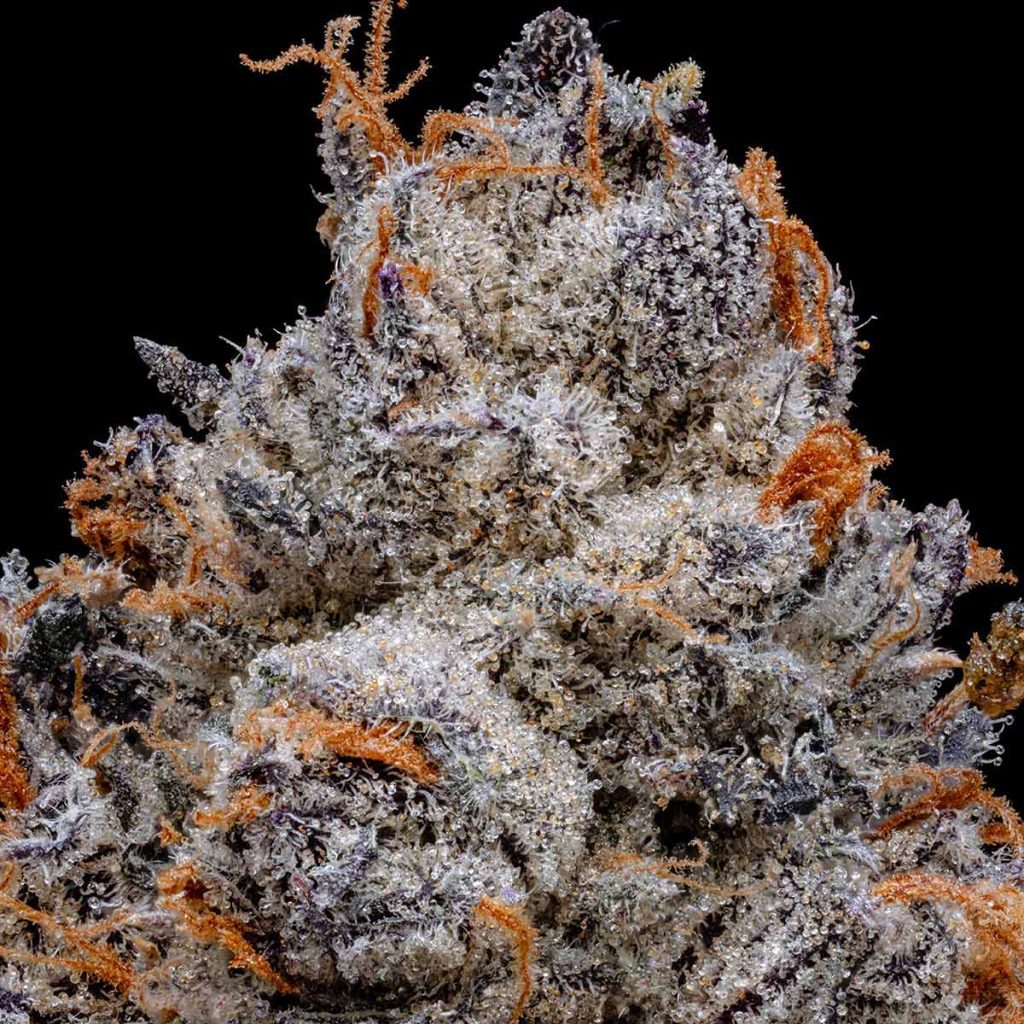 pro gro genetics black runtz weed strain