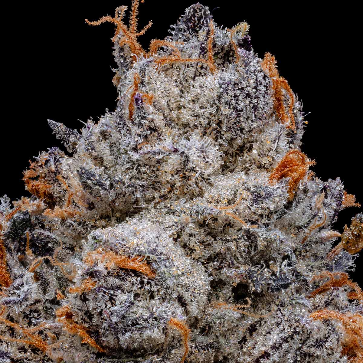 pro gro genetics black runtz weed strain
