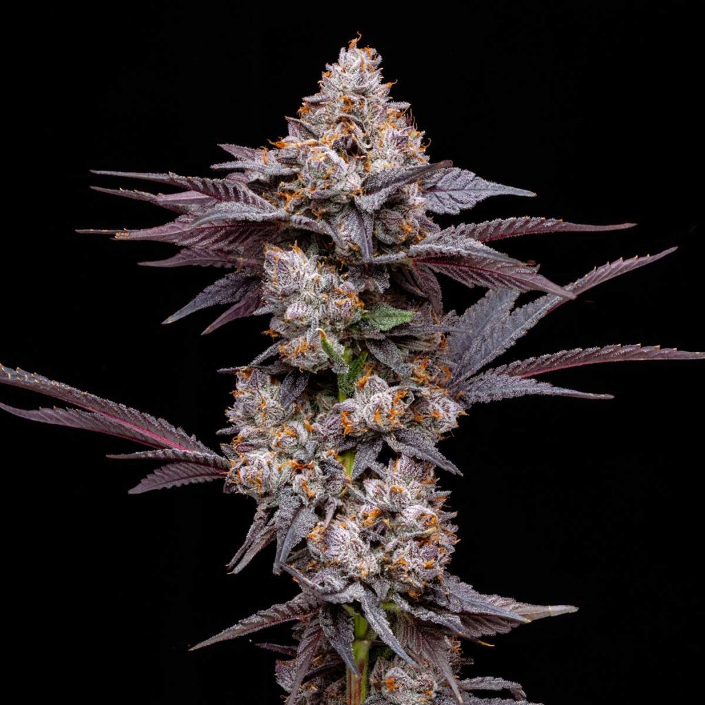 pro gro genetics black runtz weed strain