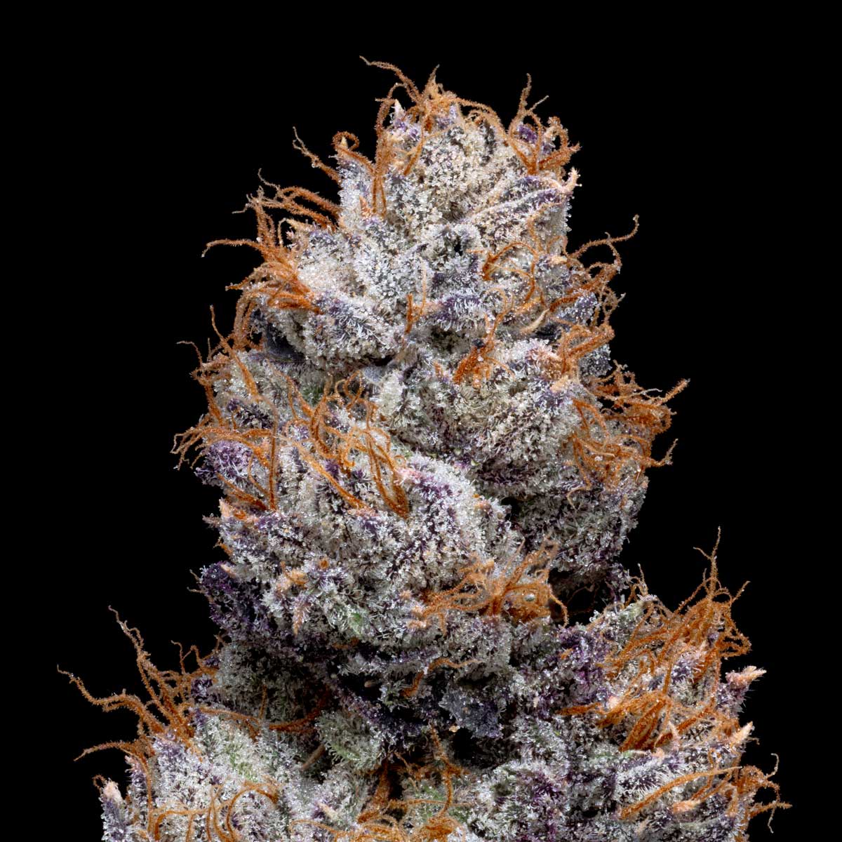 pro gro genetics blue nerdz marijuana strain