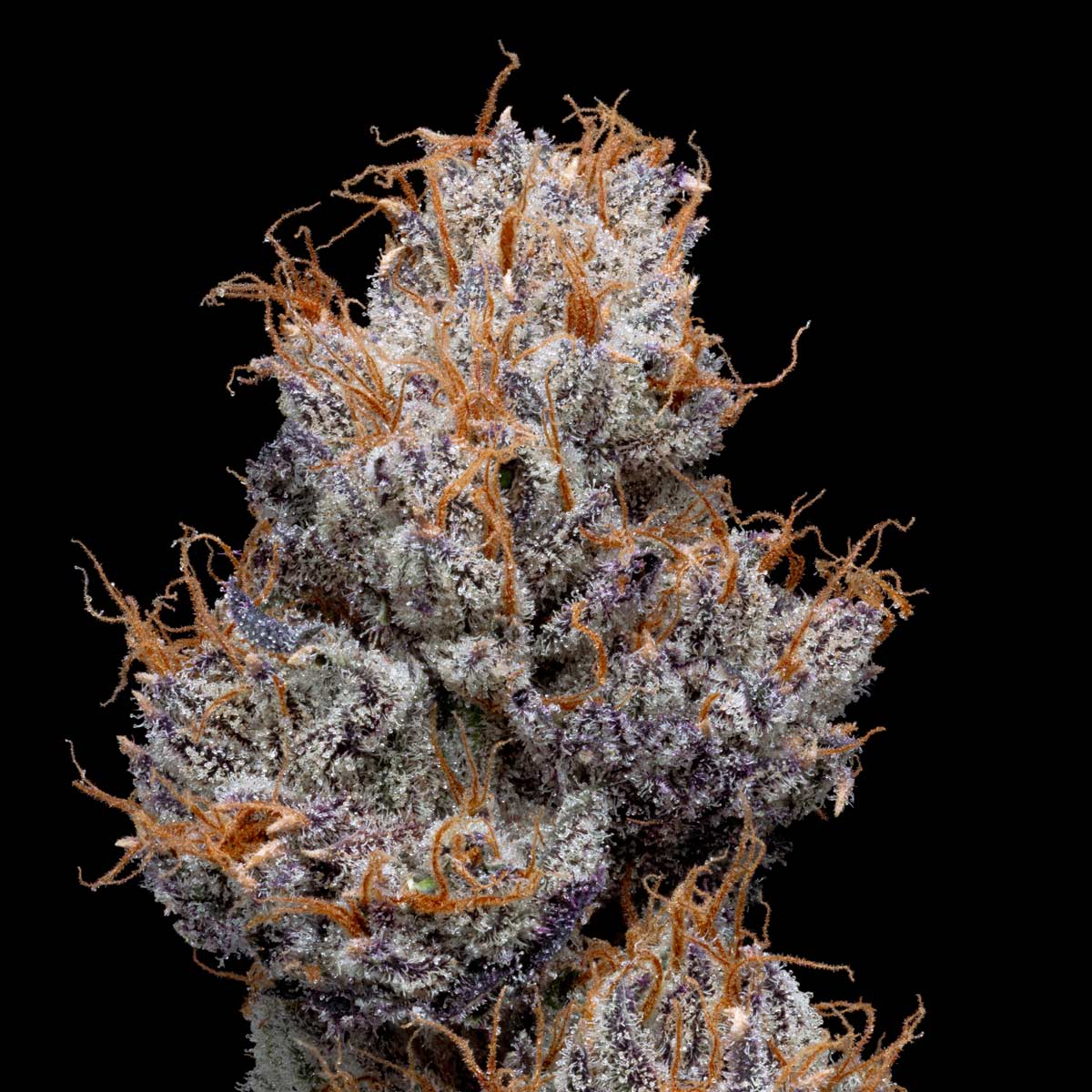 pro gro genetics blue nerdz marijuana strain