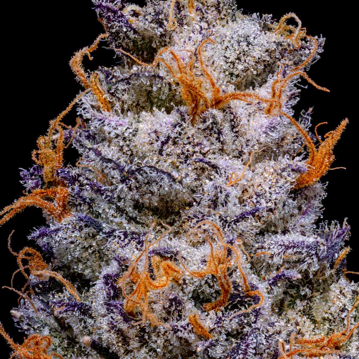 pro gro genetics candy bonez marijuana strain