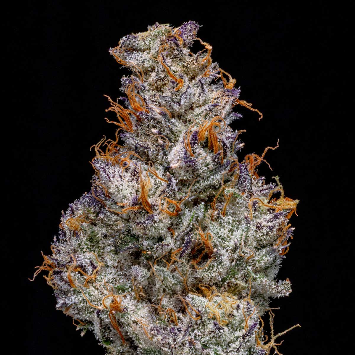 pro gro genetics candy bonez marijuana strain