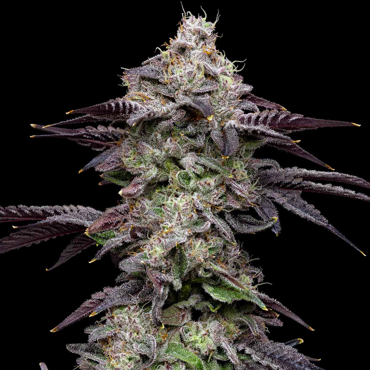 pro gro genetics candy bonez marijuana strain