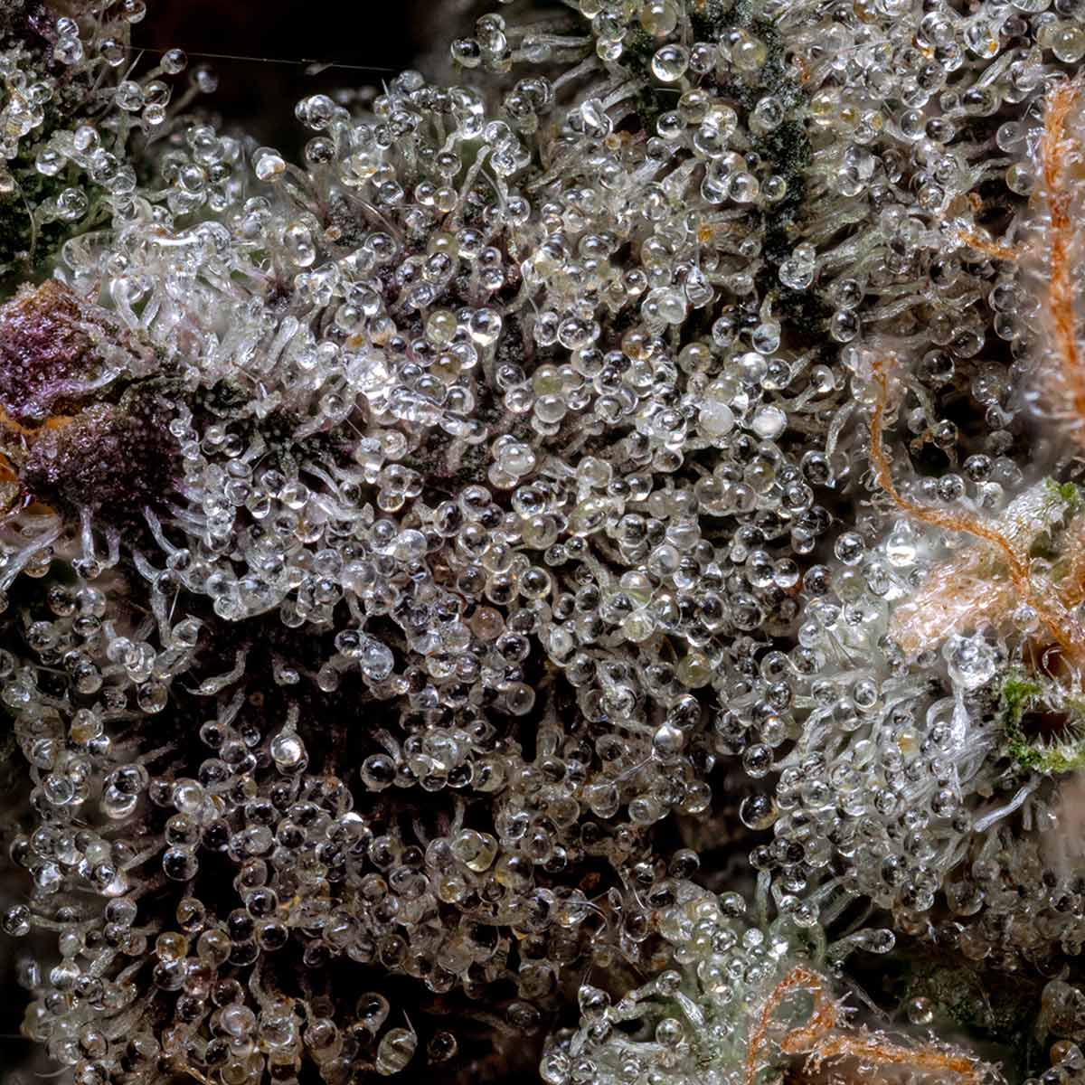 pro gro genetics candy fumez weed strain