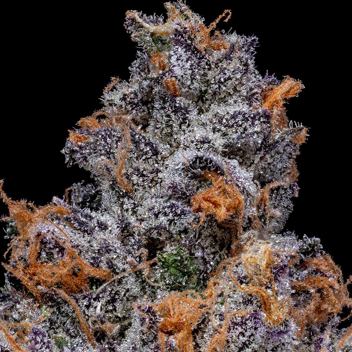 pro gro genetics candy fumez weed strain