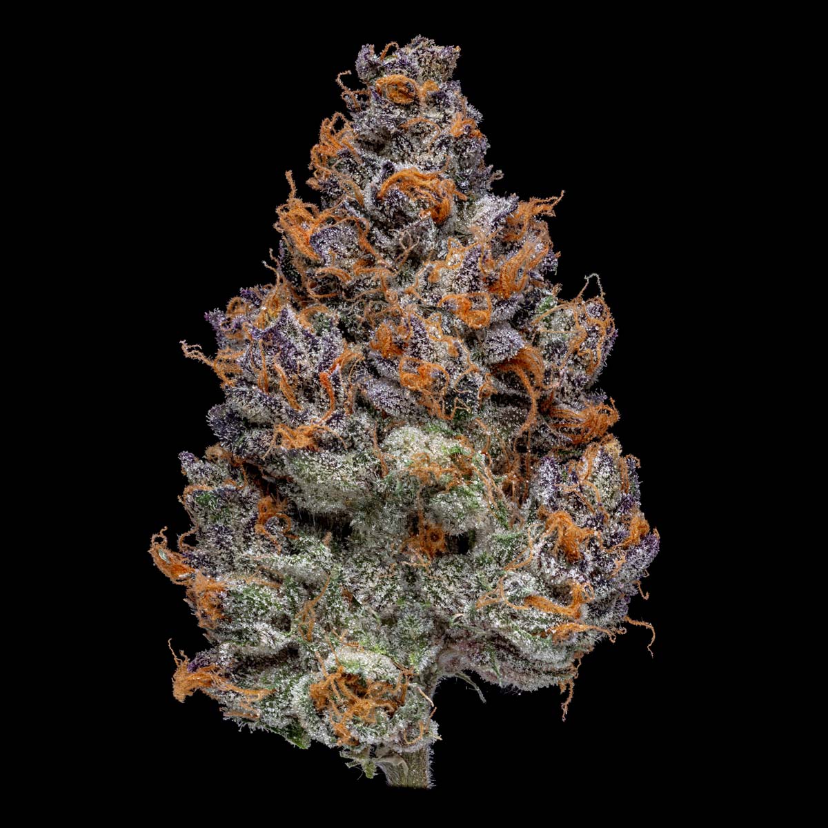 pro gro genetics candy fumez weed strain