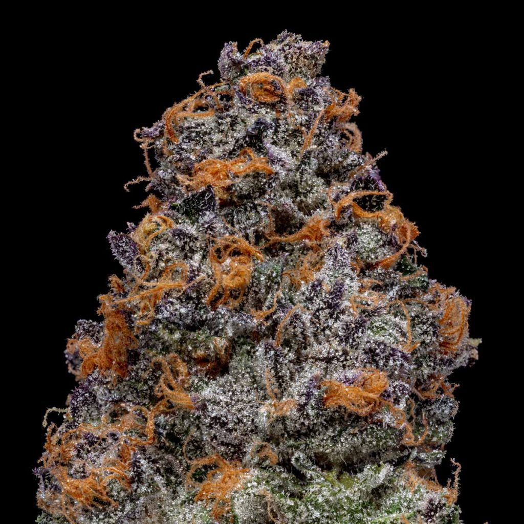 pro gro genetics candy fumez weed strain