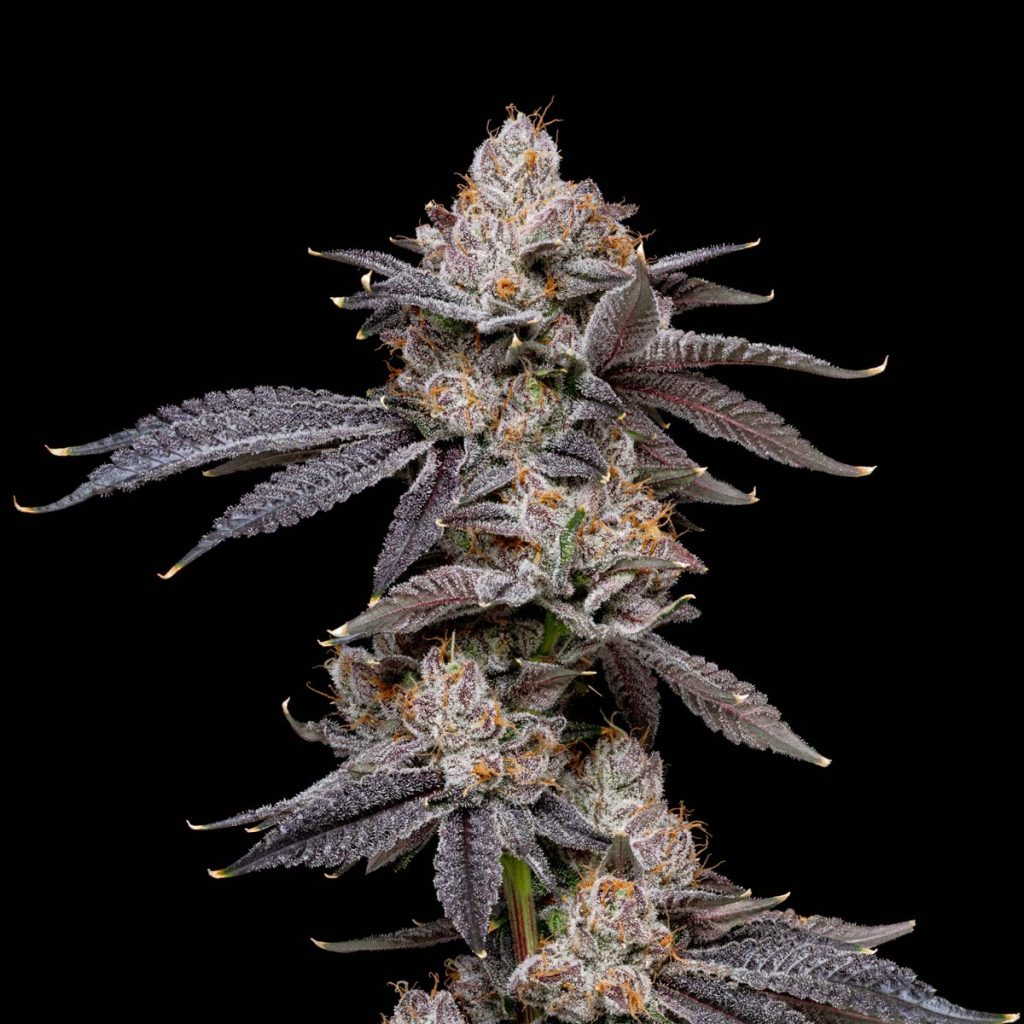pro gro genetics cherry poprocks plc marijuana strain