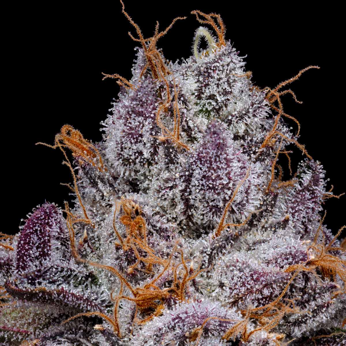 pro gro genetics cherry poprocks plc marijuana strain