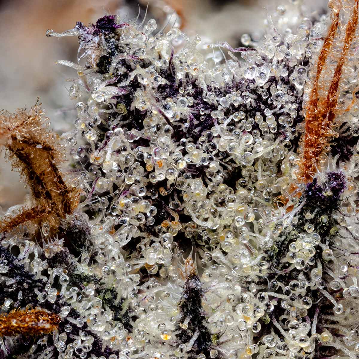 pro gro genetics cherry poprocks plc marijuana strain