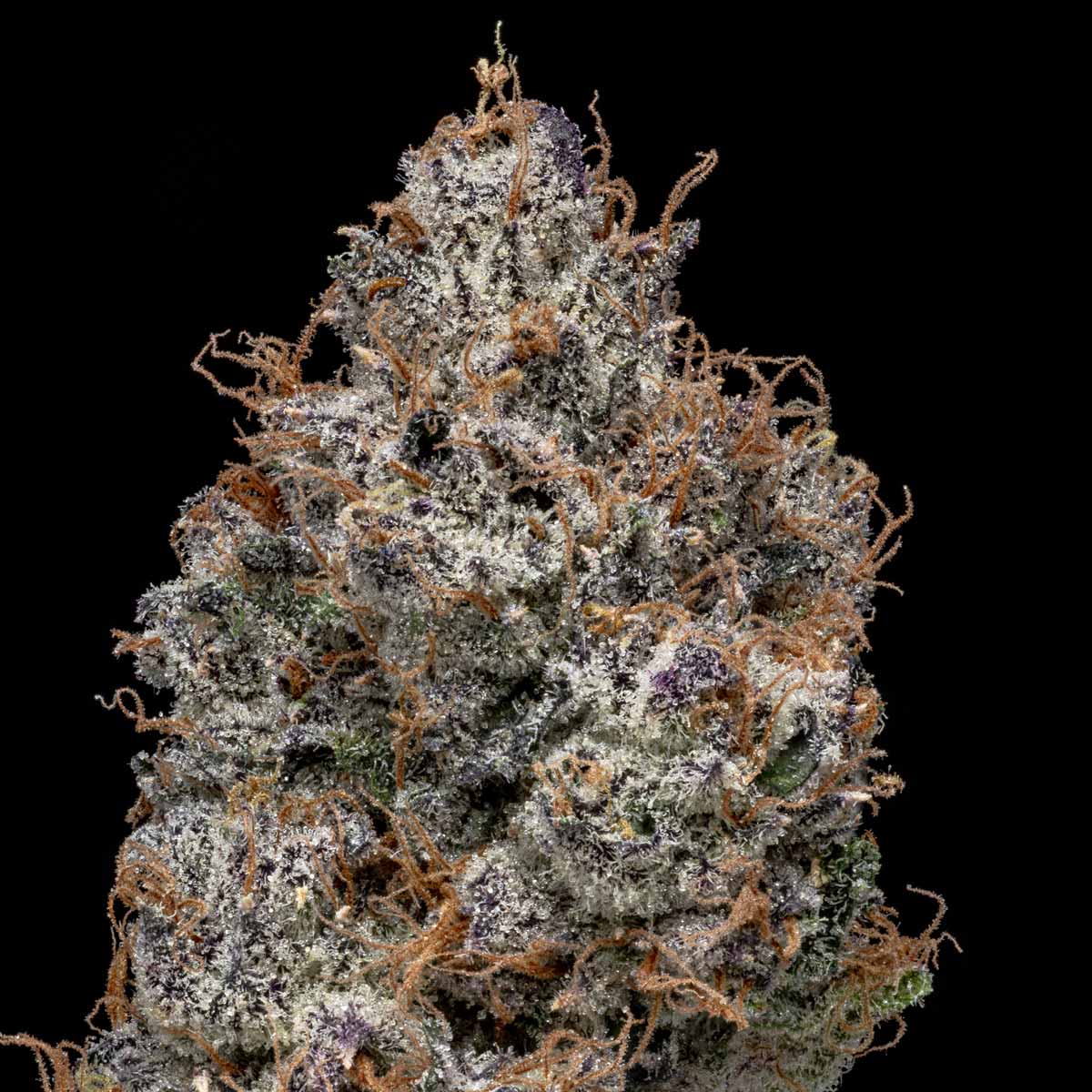 pro gro genetics cherry poprocks plc marijuana strain