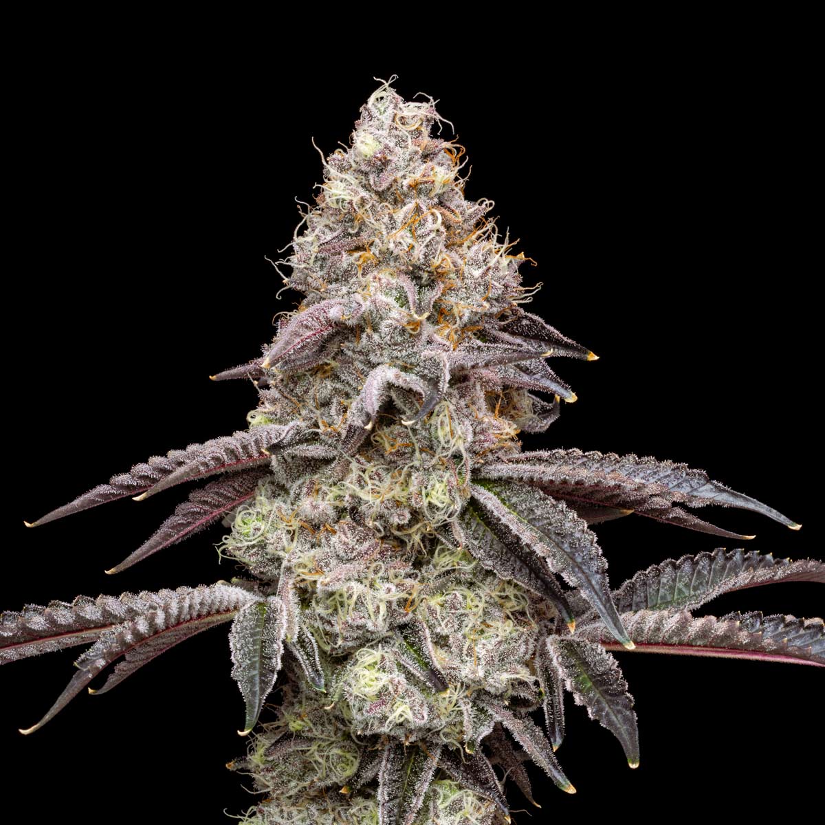 pro gro genetics clown og weed strain