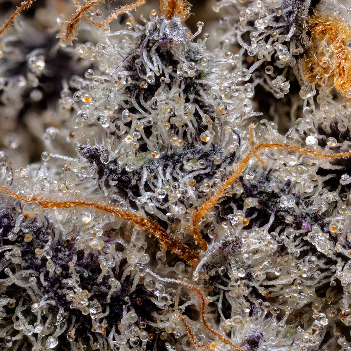 pro gro genetics clown og weed strain