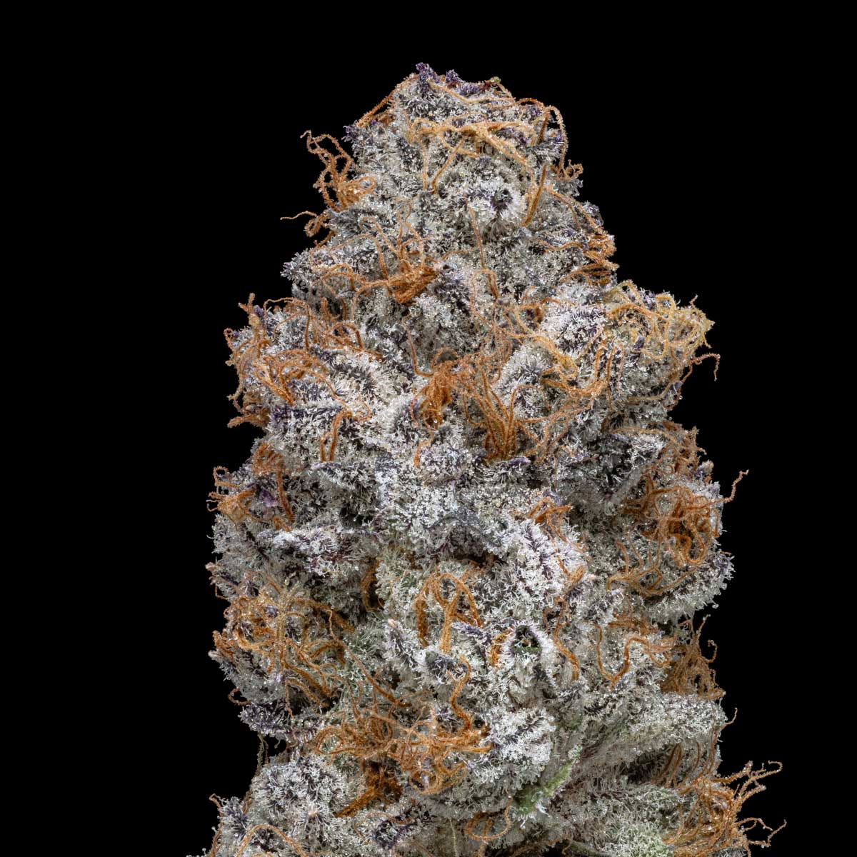 pro gro genetics clown og weed strain