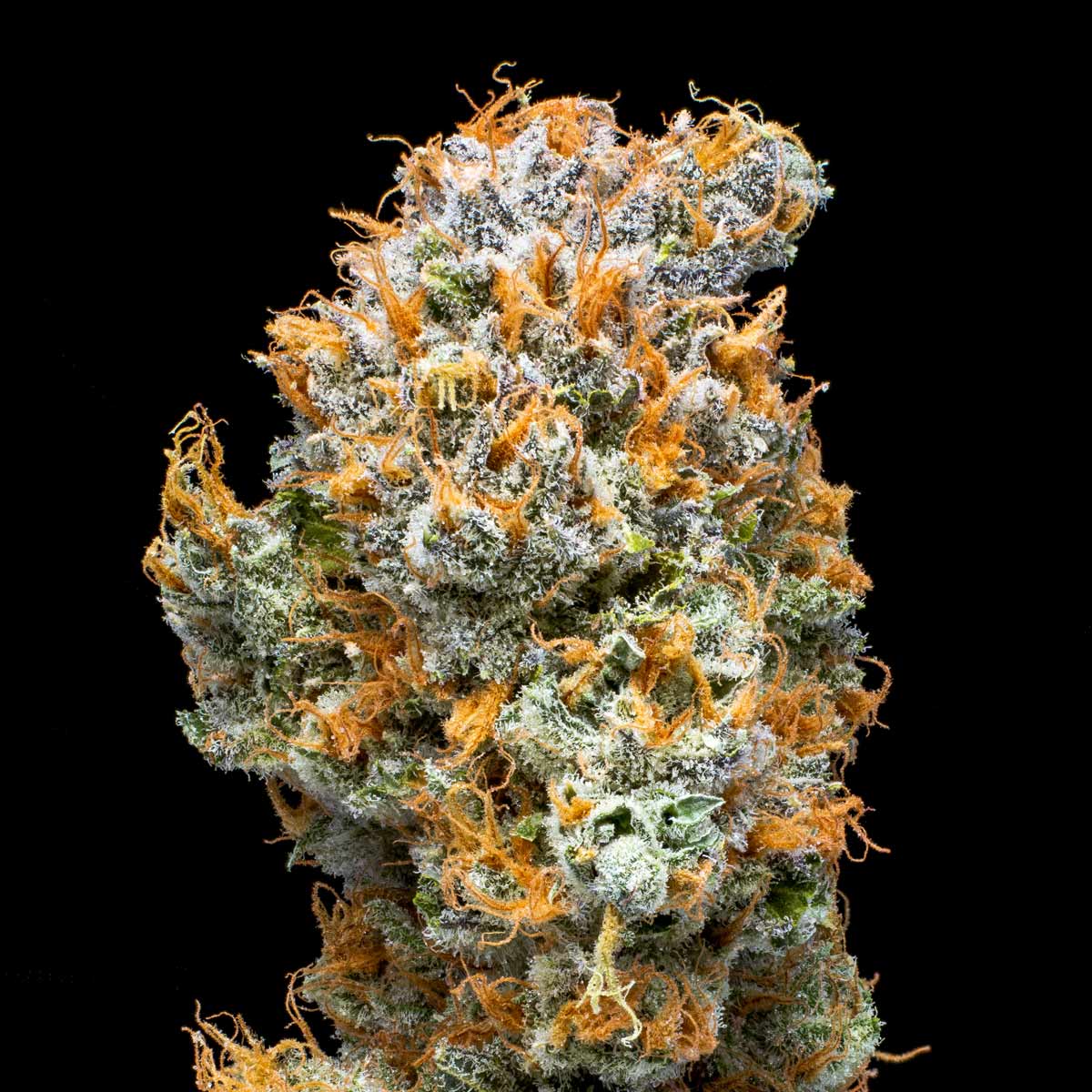 pro gro genetics crunch berries marijuana strain