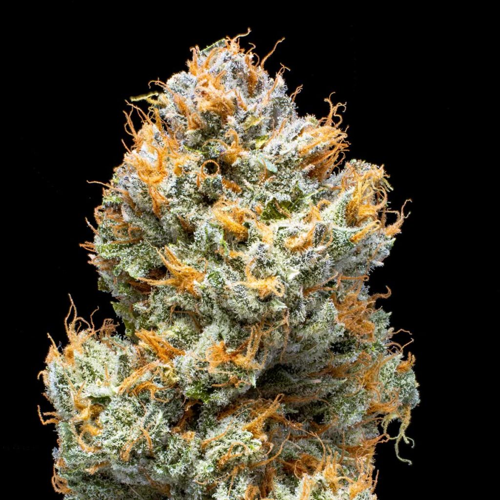 pro gro genetics crunch berries marijuana strain