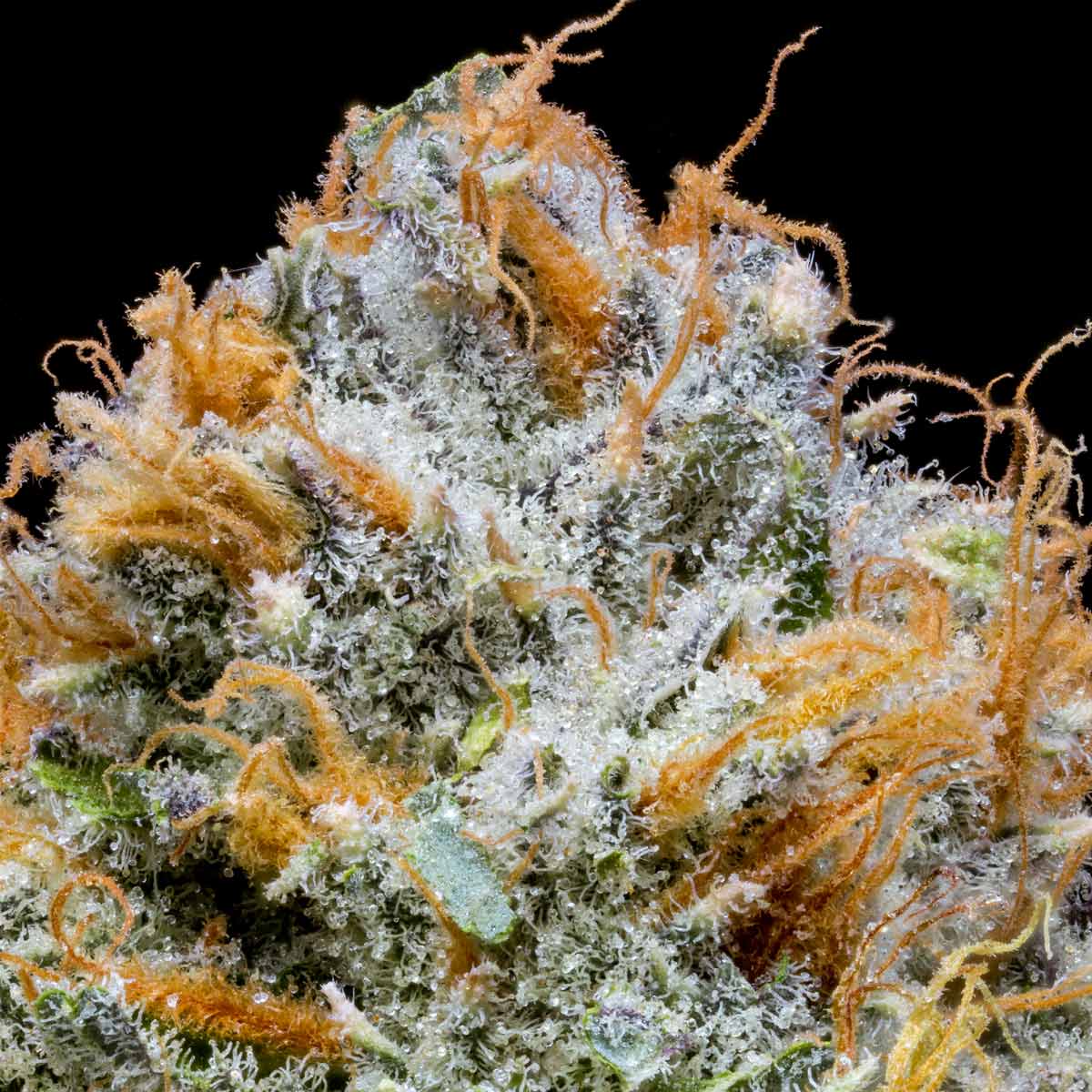 pro gro genetics crunch berries marijuana strain