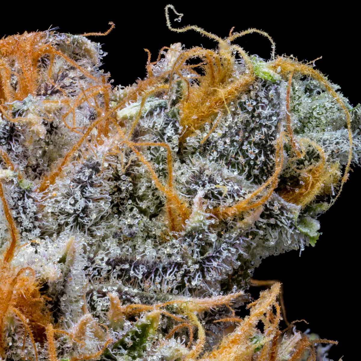pro gro genetics crunch berries marijuana strain