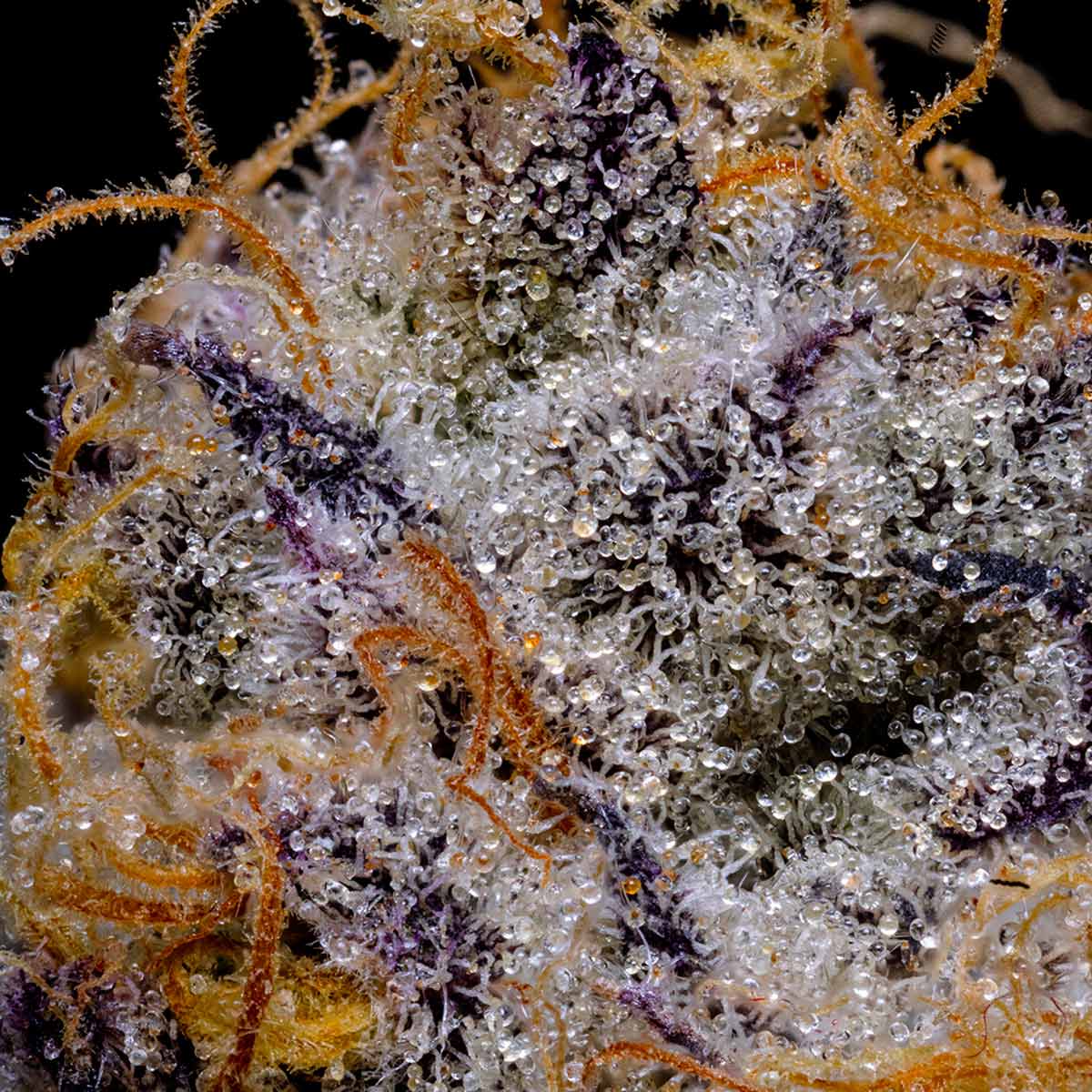 pro gro genetics don mega marijuana strain