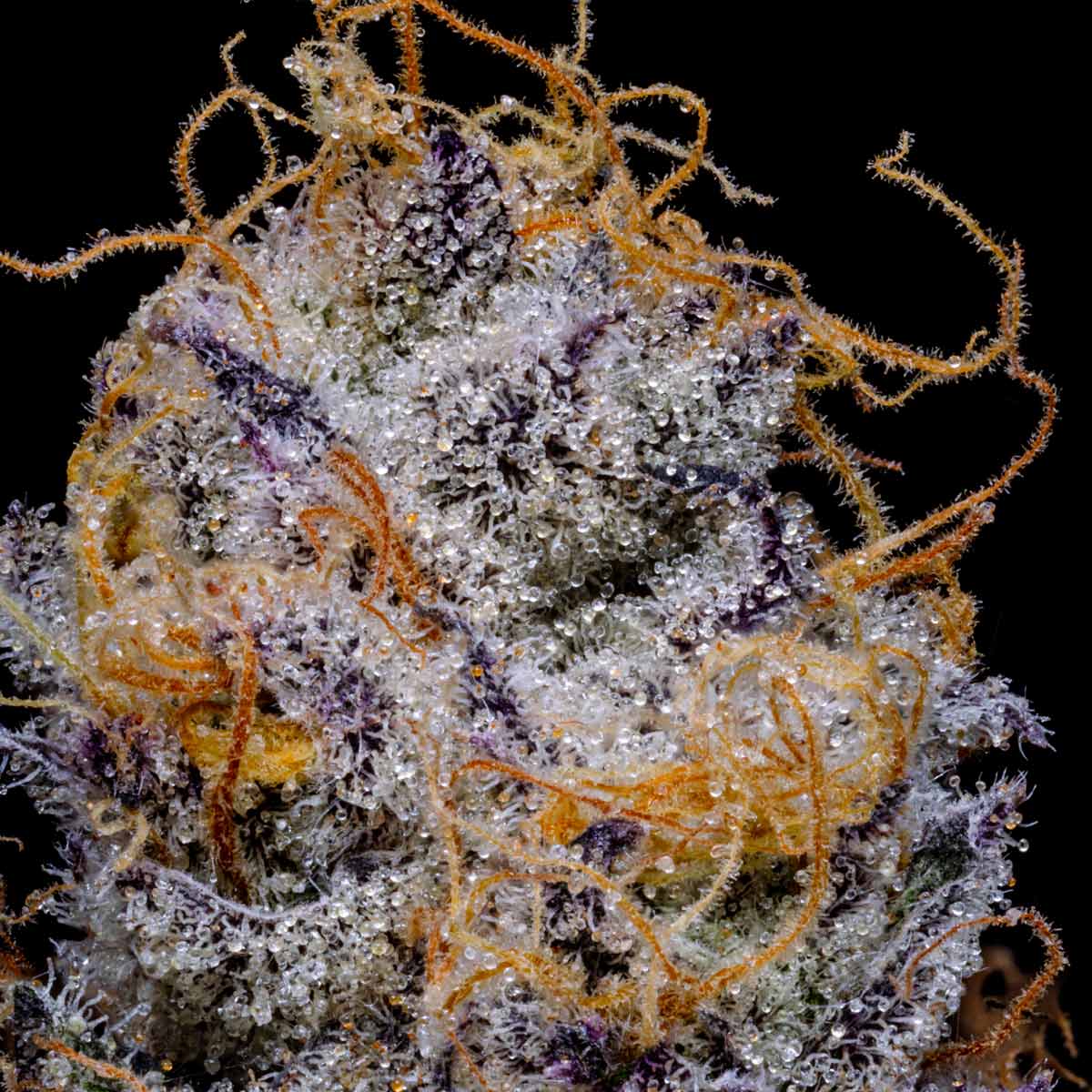 pro gro genetics don mega marijuana strain