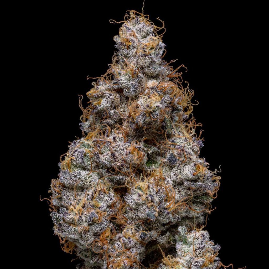 pro gro genetics don mega marijuana strain