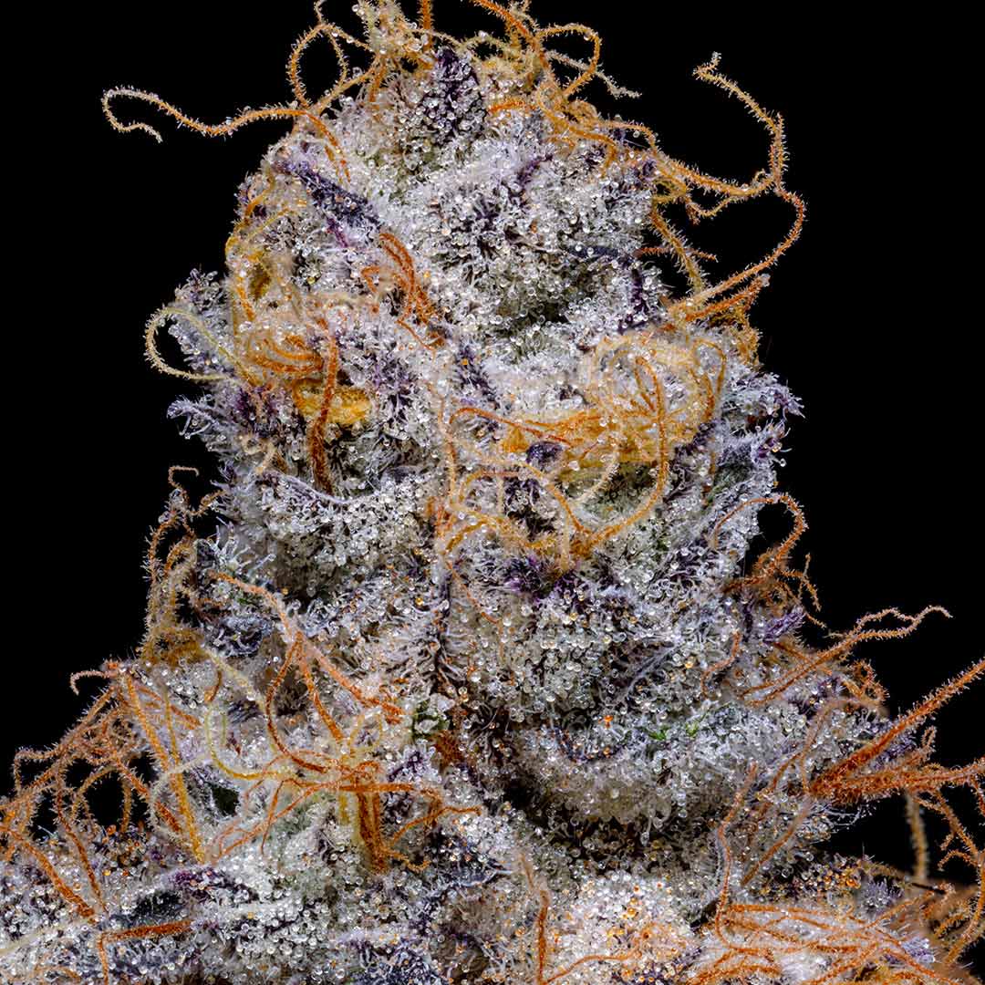 pro gro genetics don mega marijuana strain