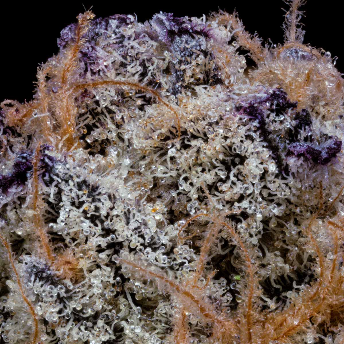 pro gro genetics garlic breath weed strain