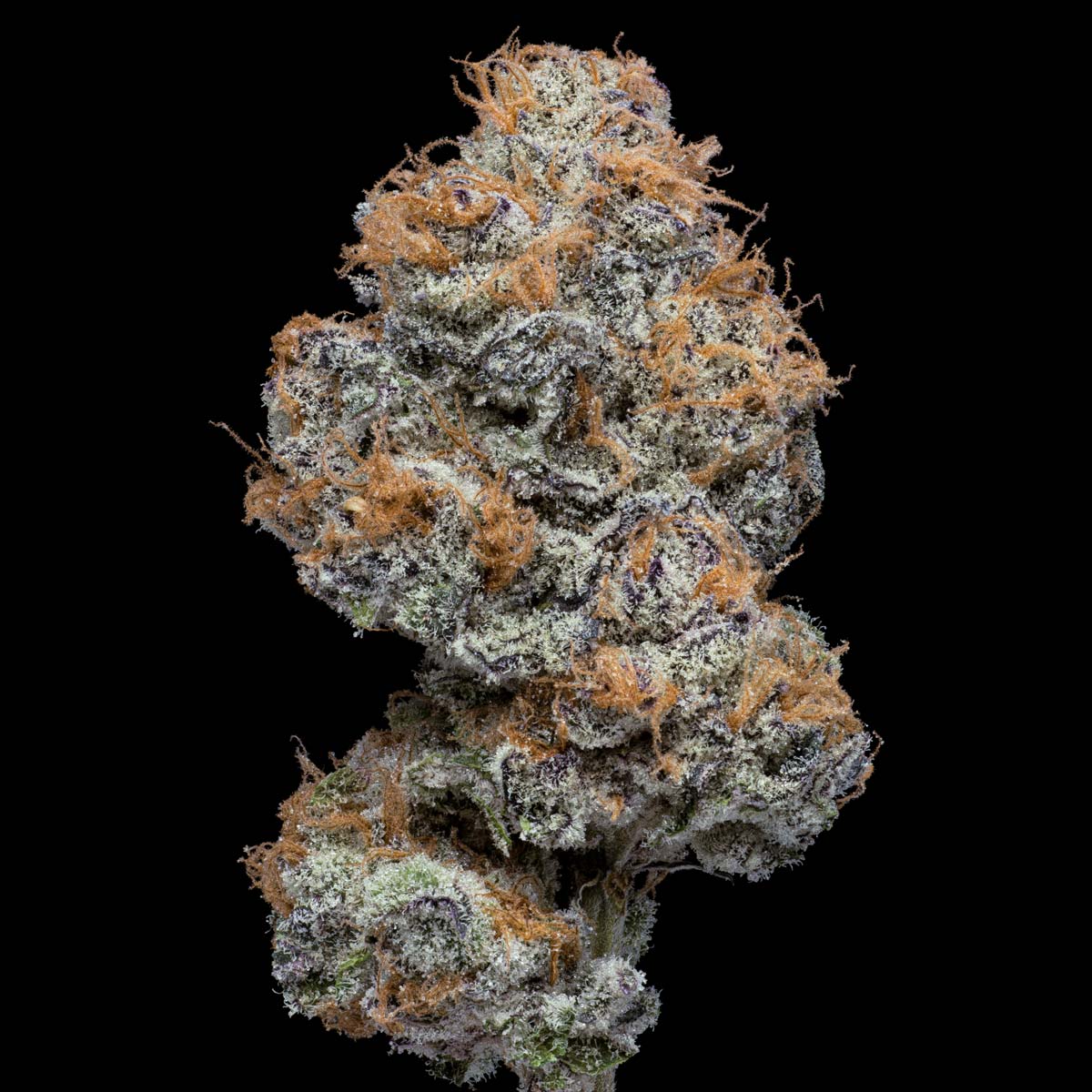 pro gro genetics garlic breath weed strain