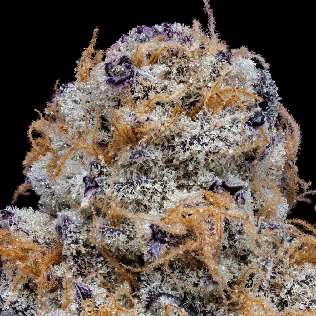 pro gro genetics garlic breath weed strain