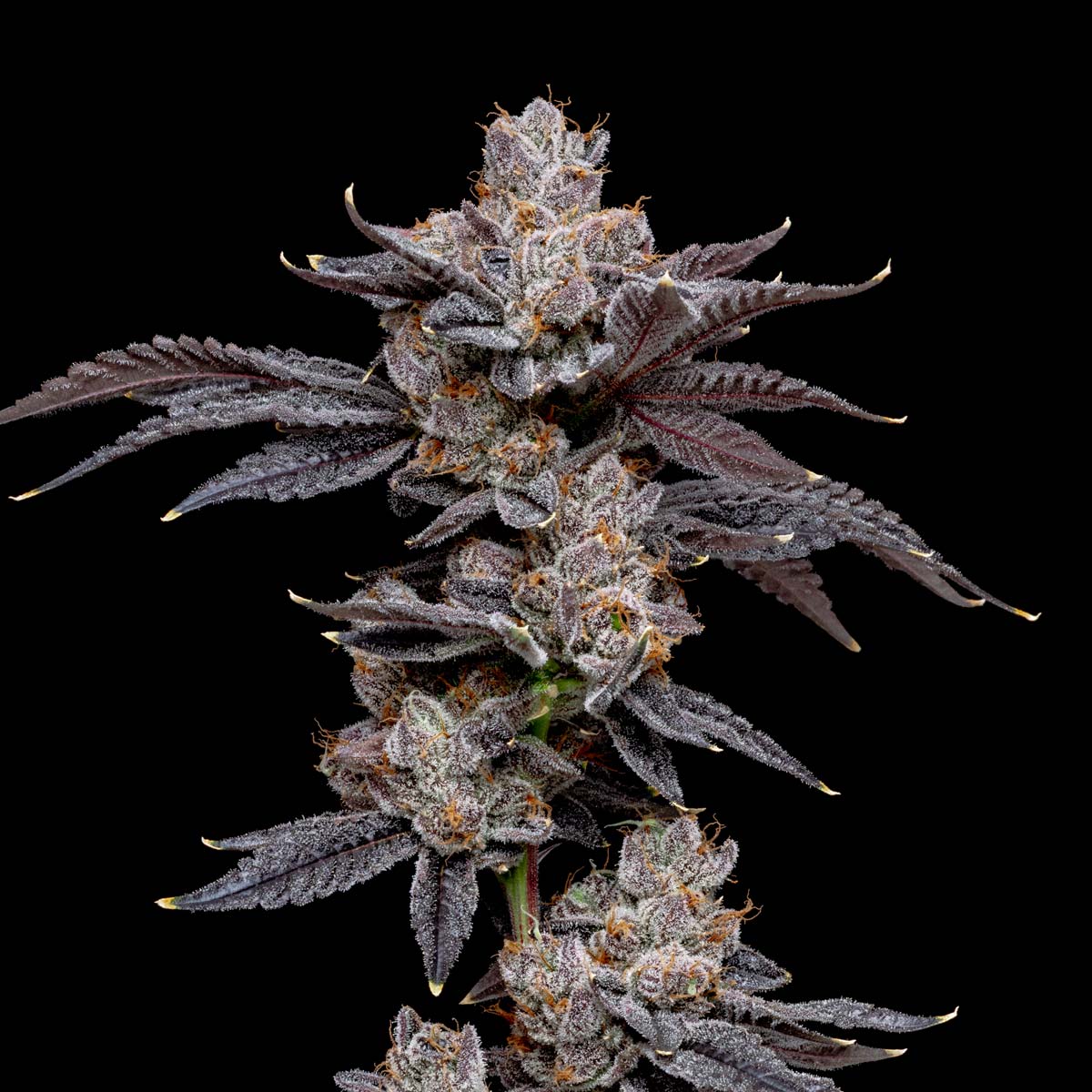 pro gro genetics gelato 33 marijuana strain