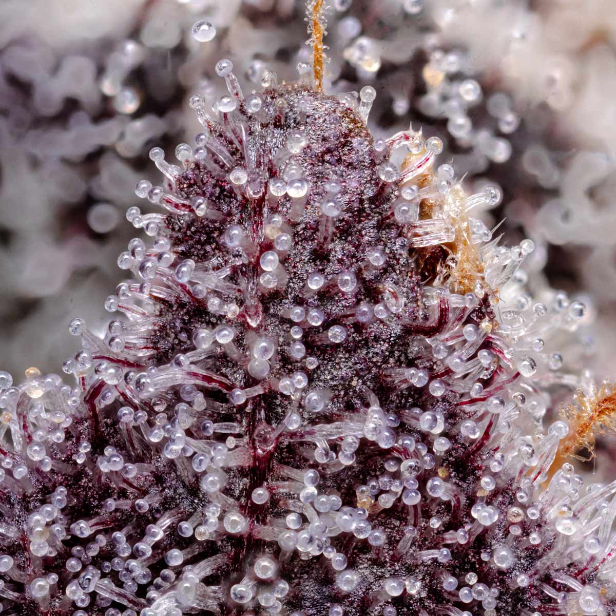 pro gro genetics gelato 33 marijuana strain