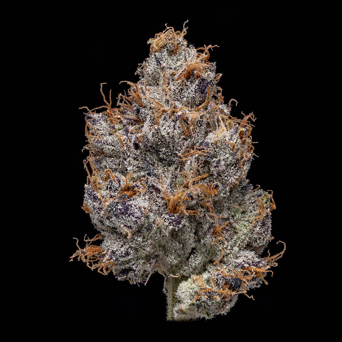 pro gro genetics gelato 33 marijuana strain