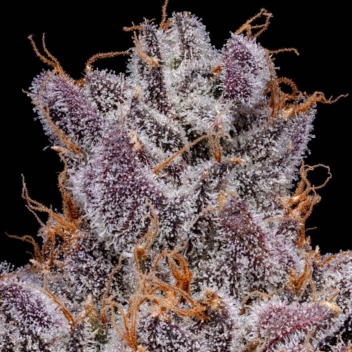 pro gro genetics gelato 33 marijuana strain