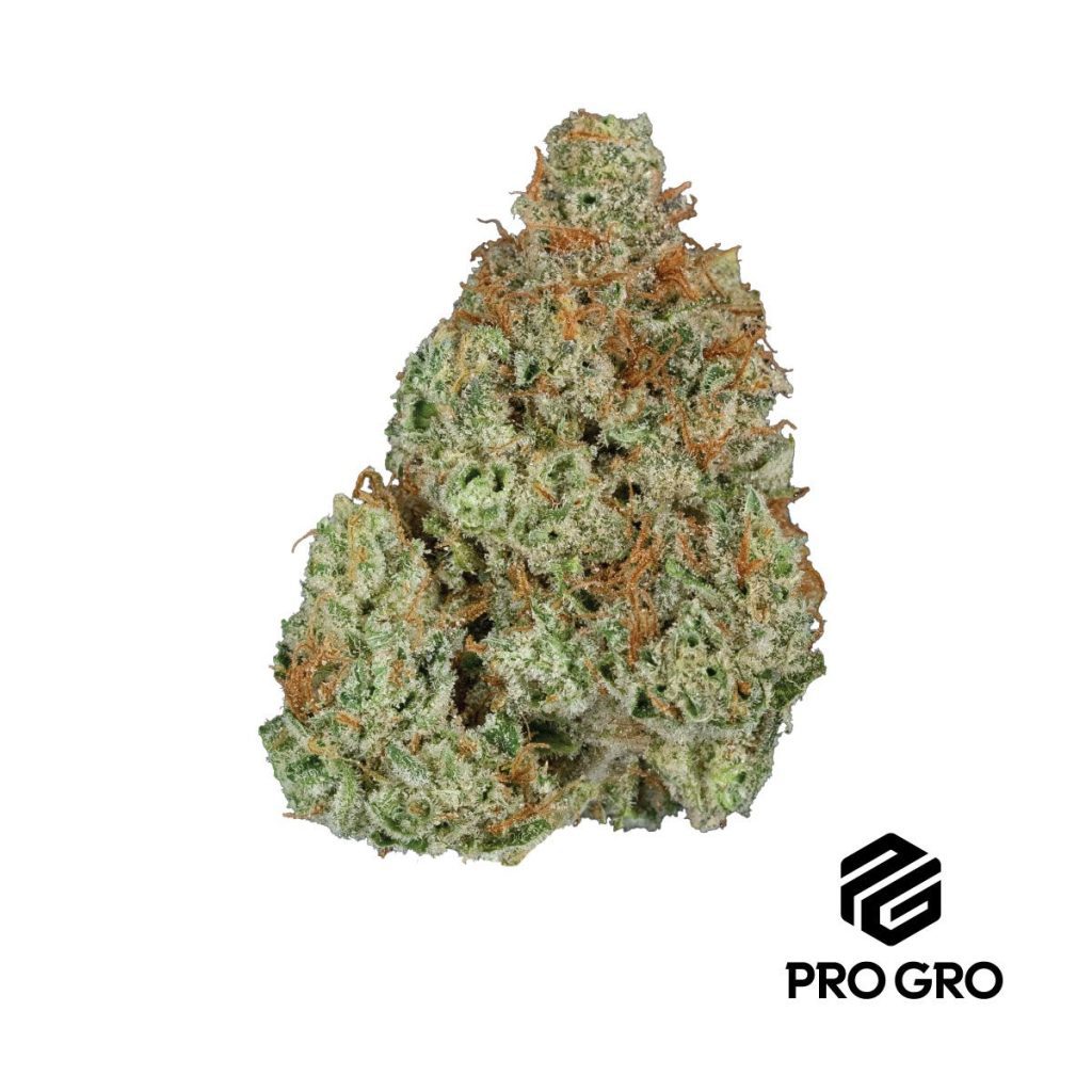 pro gro genetics golden strawberry cannabis strain