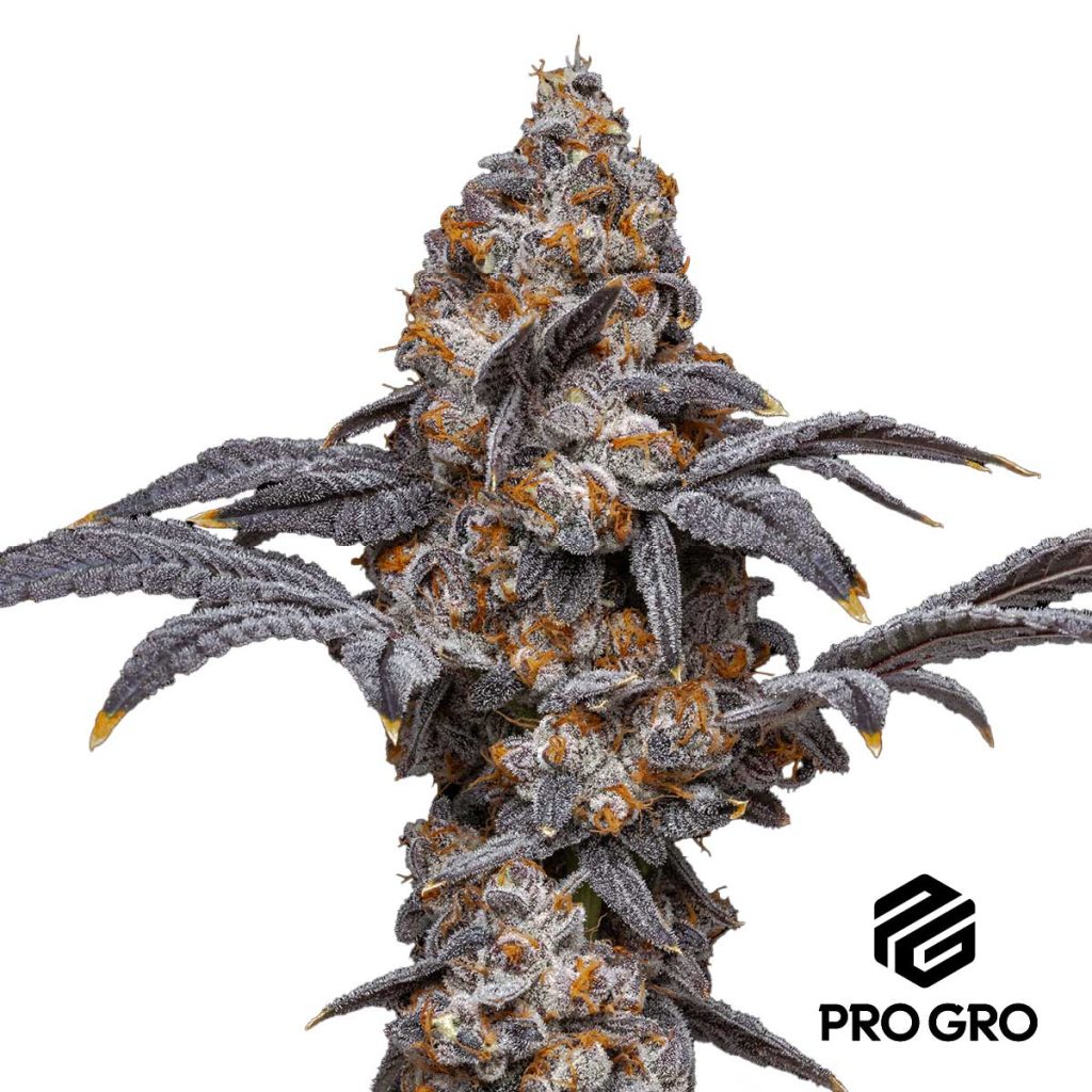 pro gro genetics high school sweet heart marijuana strain