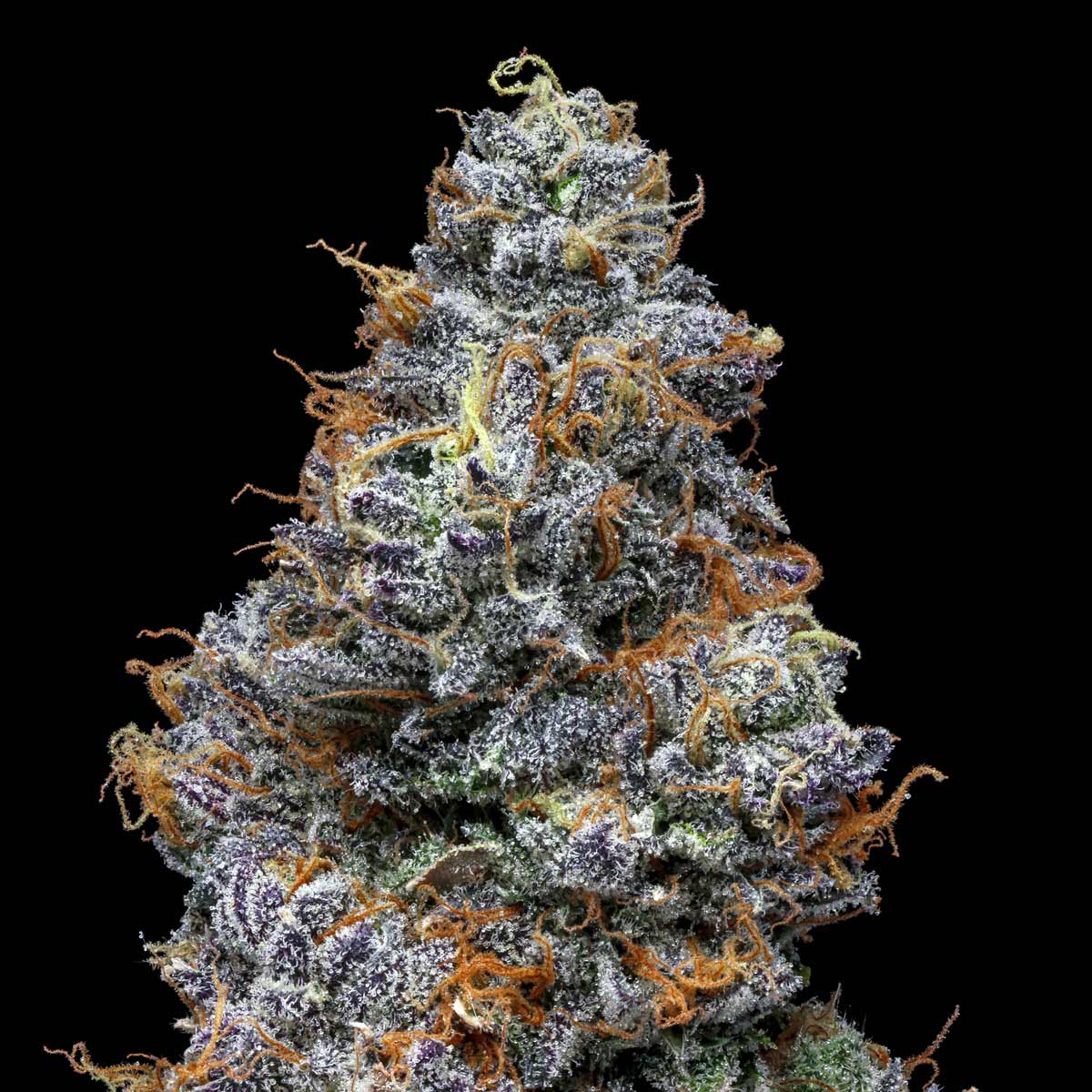 pro gro genetics jelly beltz cannabis strain