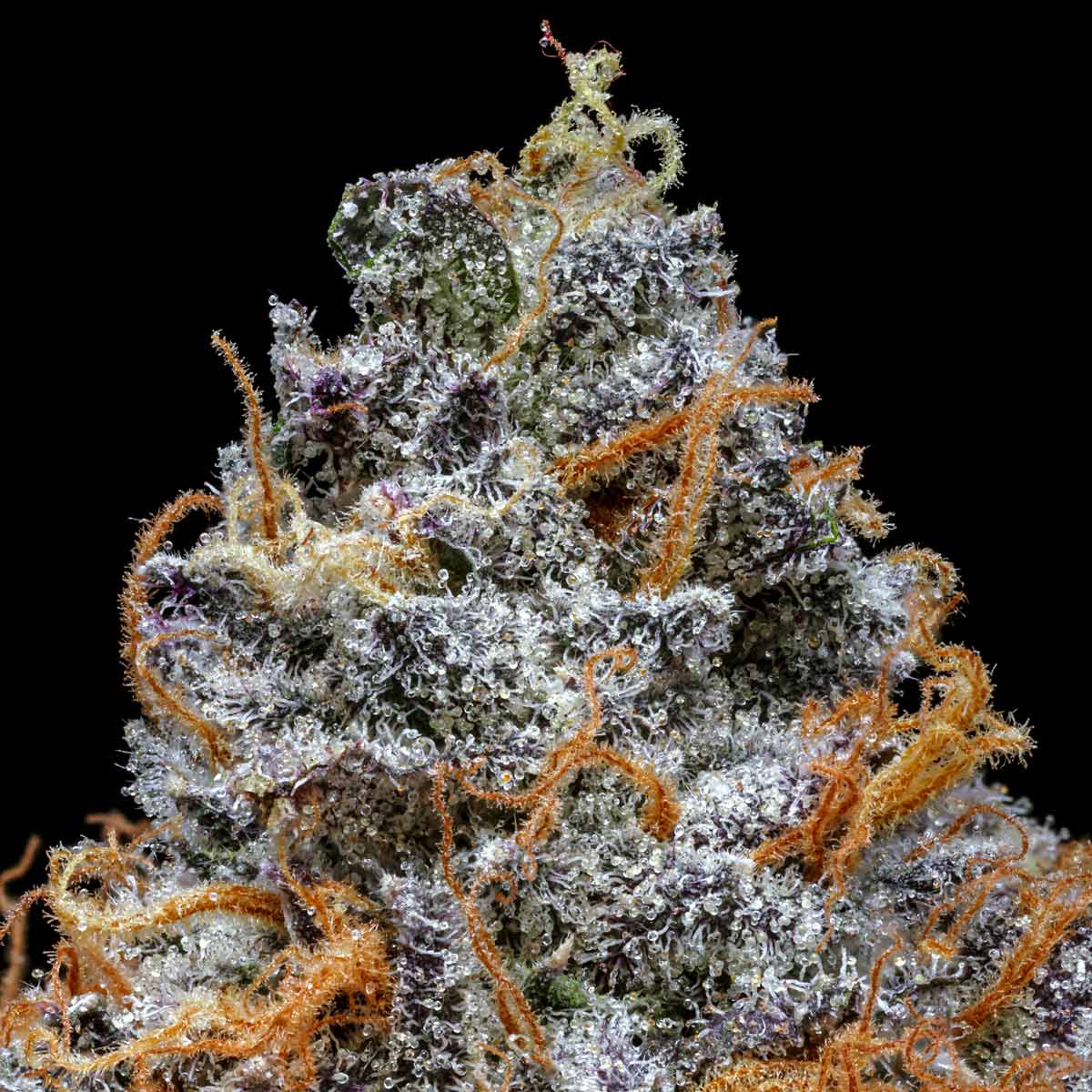 pro gro genetics jelly beltz cannabis strain