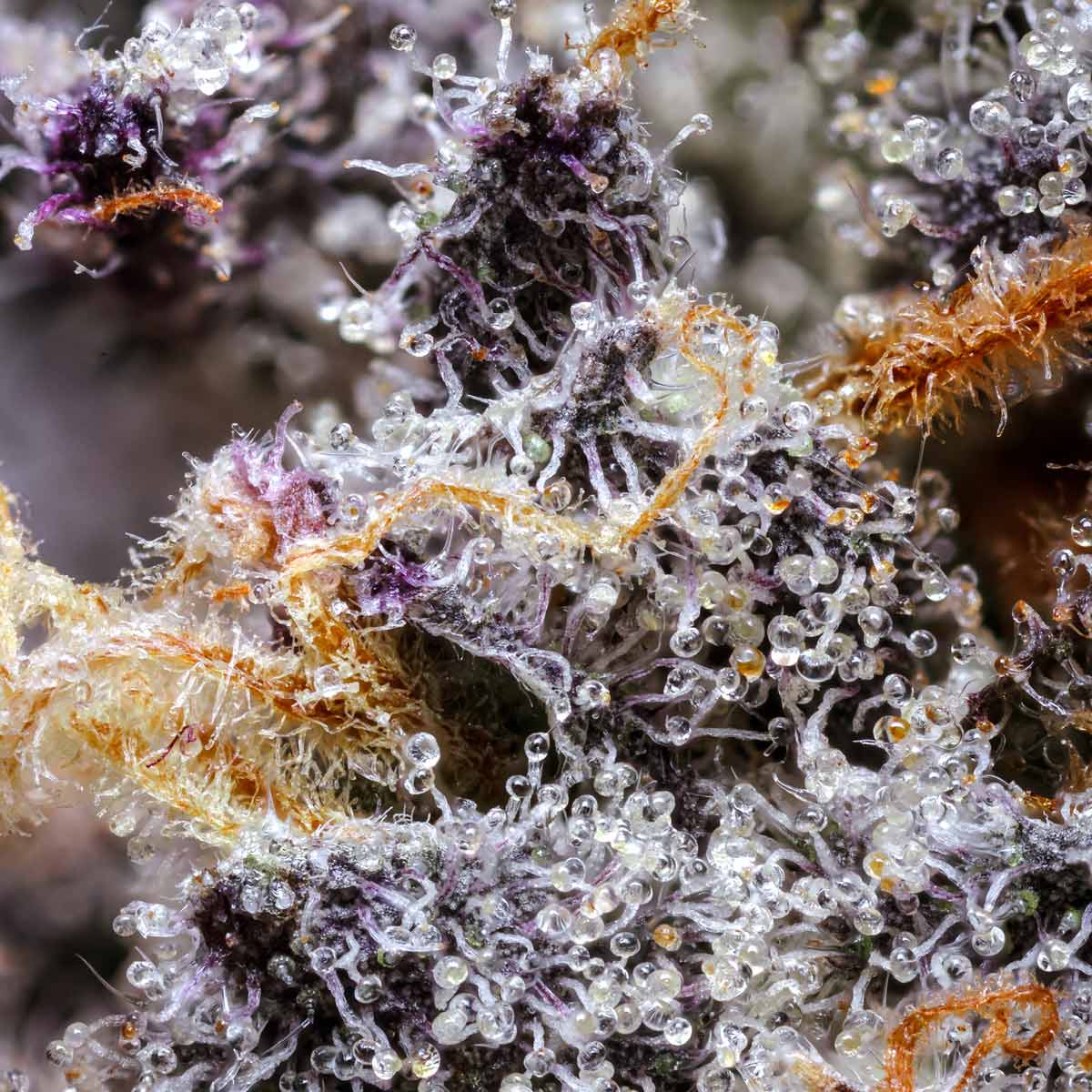 pro gro genetics jelly beltz cannabis strain