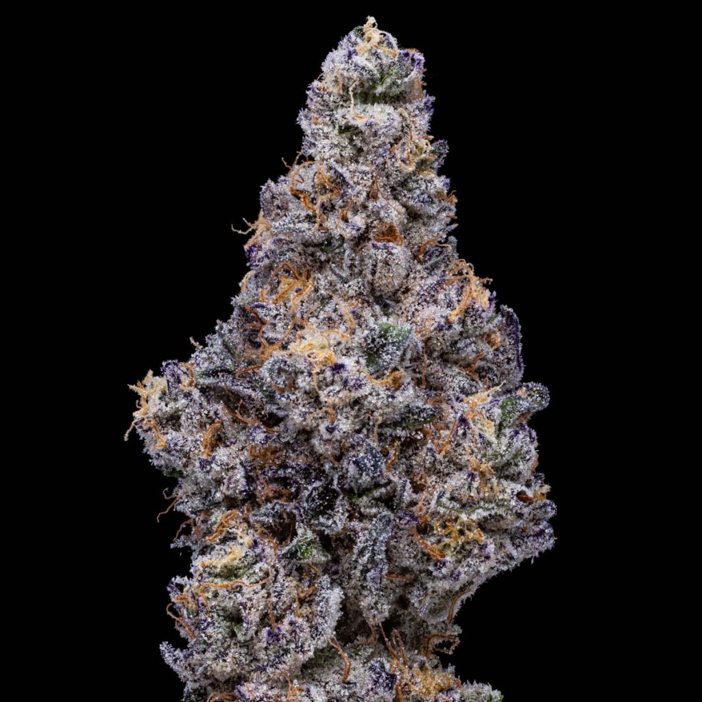 pro gro genetics kush mints marijuana strain