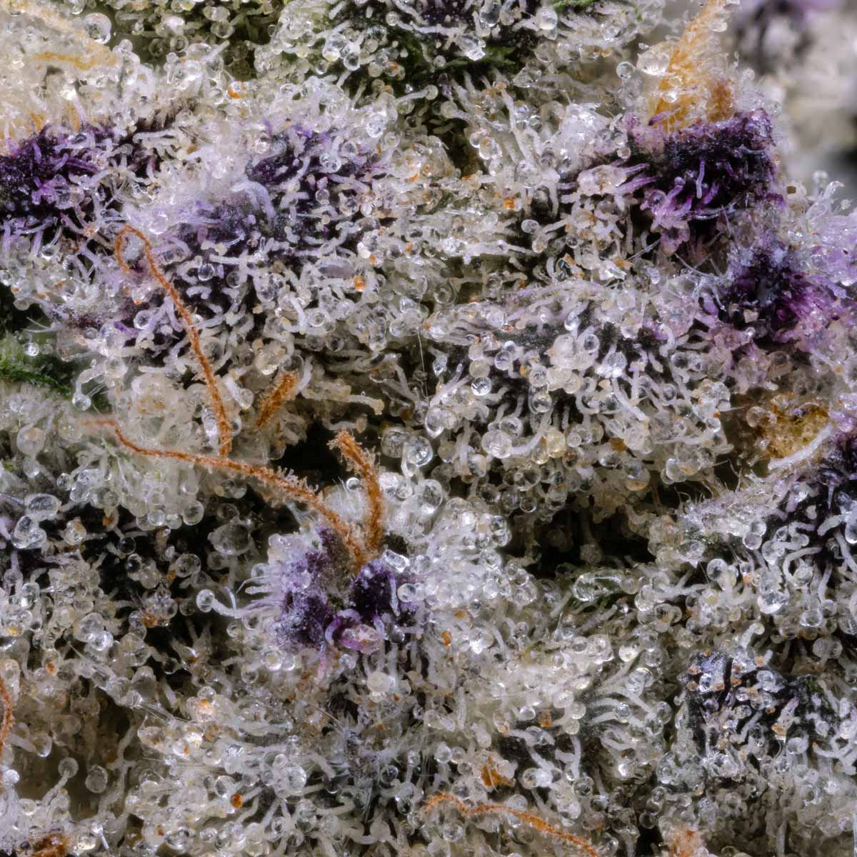 pro gro genetics kush mints marijuana strain